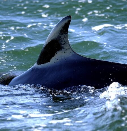 L'UE demande à la Norvège d'arrêter la chasse à la baleine 14 L'UE demande à la Norvège d'arrêter la chasse à la baleine - 13
