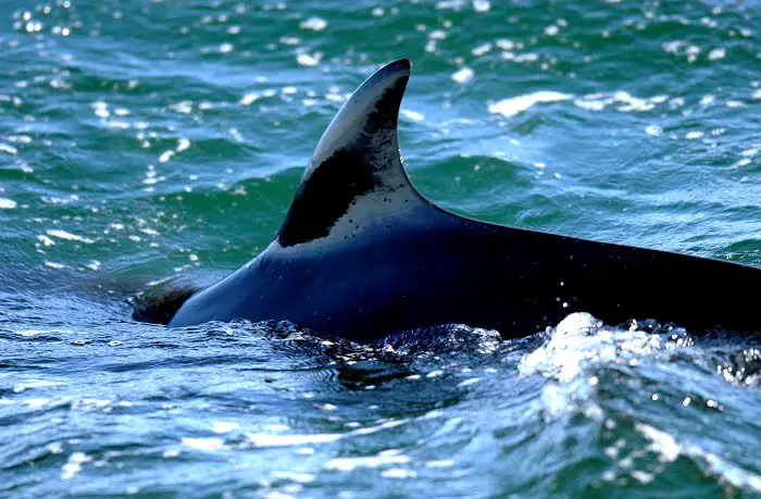 L'UE demande à la Norvège d'arrêter la chasse à la baleine 4 L'UE demande à la Norvège d'arrêter la chasse à la baleine - 3