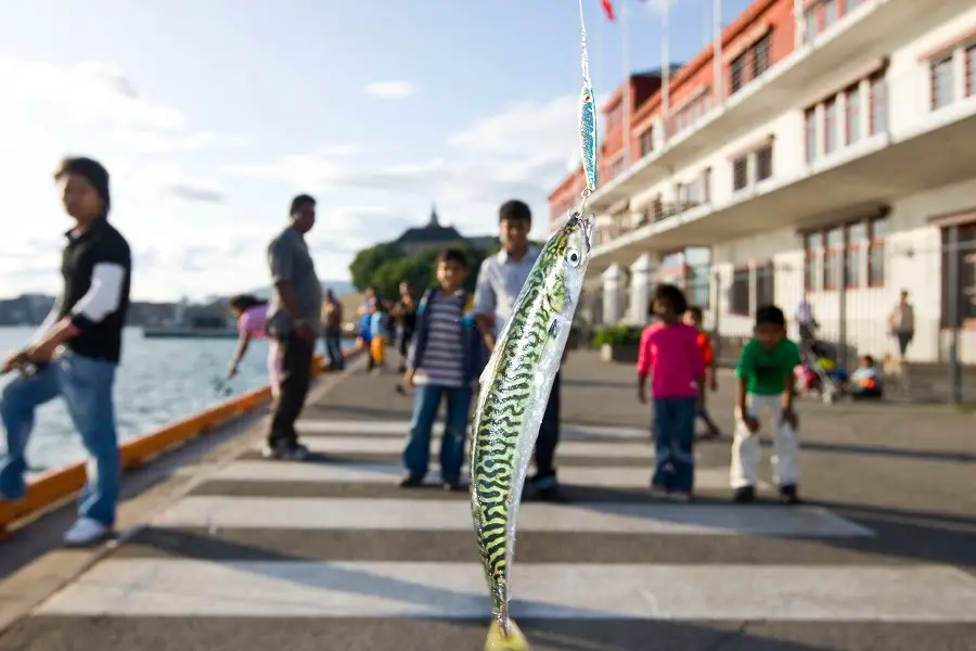 Boom du maquereau le long de la côte norvégienne 4 Boom du maquereau le long de la côte norvégienne - 3