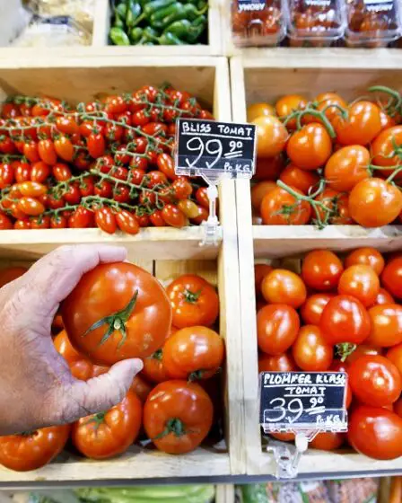 La teigne de la tomate d'Amérique du Sud peut faire des ravages parmi les cultures de tomates norvégiennes 20 La teigne de la tomate d'Amérique du Sud peut faire des ravages parmi les cultures de tomates norvégiennes - 19