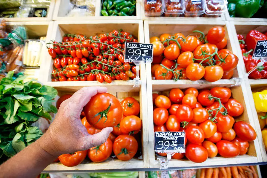 La teigne de la tomate d'Amérique du Sud peut faire des ravages parmi les cultures de tomates norvégiennes - 3