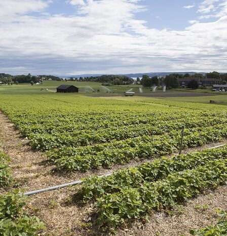 Importations de la bataille de fraises norvégiennes - La Norvège aujourd'hui 8 Importations de la bataille de fraises norvégiennes - La Norvège aujourd'hui - 7