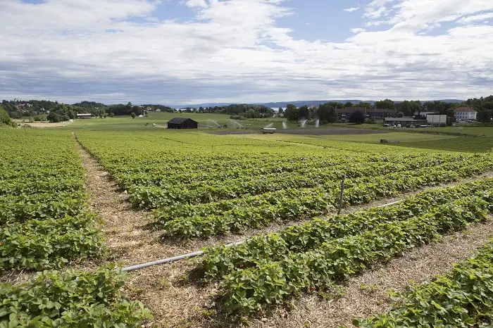 Importations de la bataille de fraises norvégiennes - La Norvège aujourd'hui 4 Importations de la bataille de fraises norvégiennes - La Norvège aujourd'hui - 3
