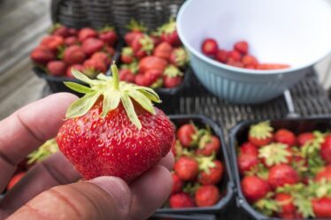 Les travailleurs saisonniers sont une priorité pour les producteurs de fraises norvégiens - 16