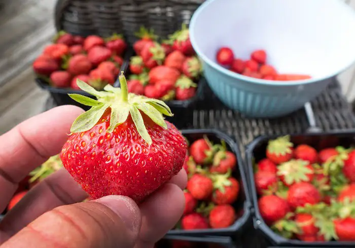 Les travailleurs saisonniers sont une priorité pour les producteurs de fraises norvégiens 4 Les travailleurs saisonniers sont une priorité pour les producteurs de fraises norvégiens - 3