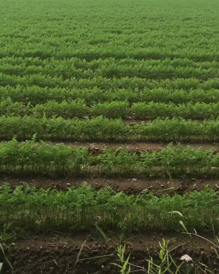 Rapport : Les importations diminuent dans un contexte d'augmentation de la production alimentaire 31 Rapport : Les importations diminuent dans un contexte d'augmentation de la production alimentaire - 30