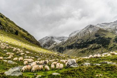 Les agriculteurs norvégiens ont moins confiance dans les autorités de protection des animaux que dans l'UE - 20