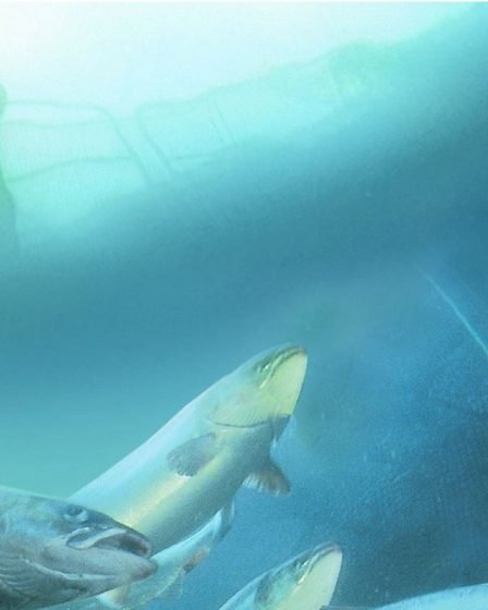 100 000 saumons sont morts dans l'usine de Marine Harvest - 29