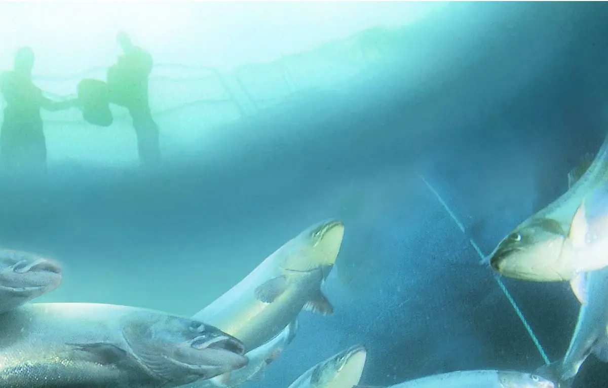 100 000 saumons sont morts dans l'usine de Marine Harvest 4 100 000 saumons sont morts dans l'usine de Marine Harvest - 3