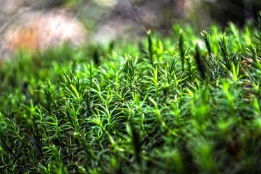 Les Norvégiens disent oui conditionnel aux green fees - 20
