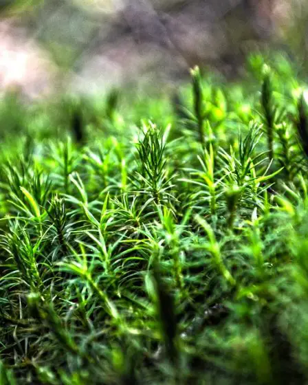 Les Norvégiens disent oui conditionnel aux green fees 14 Les Norvégiens disent oui conditionnel aux green fees - 13