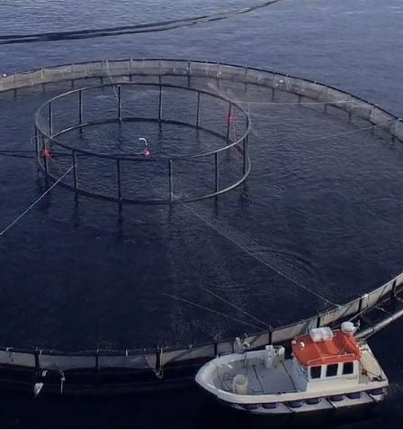 Les entreprises norvégiennes de pisciculture connaissent le meilleur exercice financier à ce jour 2 Les entreprises norvégiennes de pisciculture connaissent le meilleur exercice financier à ce jour - 1