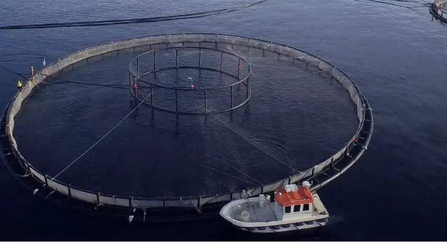 Les entreprises norvégiennes de pisciculture connaissent le meilleur exercice financier à ce jour 4 Les entreprises norvégiennes de pisciculture connaissent le meilleur exercice financier à ce jour - 3