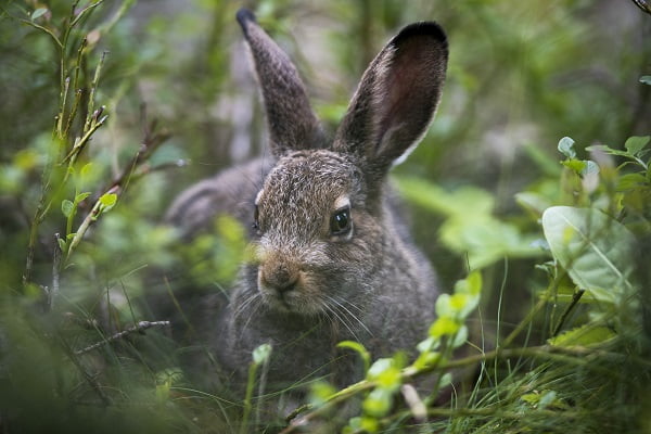 Augmentation du nombre de cas de tularémie 6 Augmentation du nombre de cas de tularémie - 5