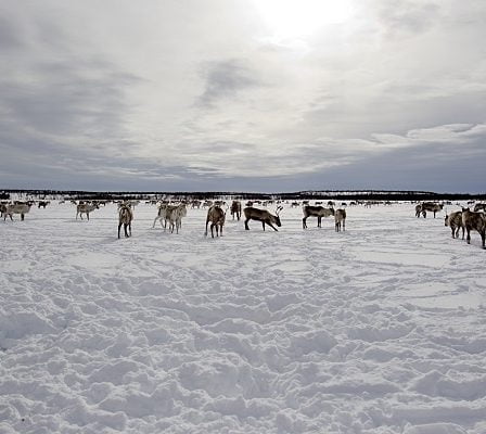 D'énormes quantités de neige peuvent provoquer une famine catastrophique pour les rennes au Finnmark - 22