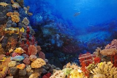 Des chercheurs ont découvert des récifs coralliens inconnus à Stord - 20