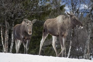 Des orignaux et des cerfs meurent à cause de fortes chutes de neige à Troms - 16