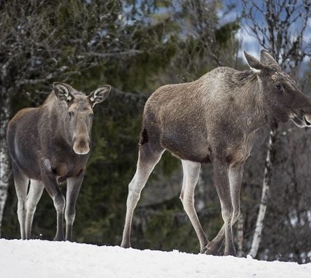 Des orignaux et des cerfs meurent à cause de fortes chutes de neige à Troms - 28