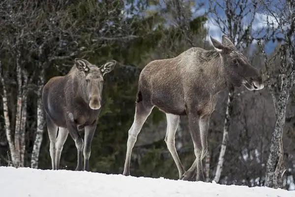 Des orignaux et des cerfs meurent à cause de fortes chutes de neige à Troms 4 Des orignaux et des cerfs meurent à cause de fortes chutes de neige à Troms - 3
