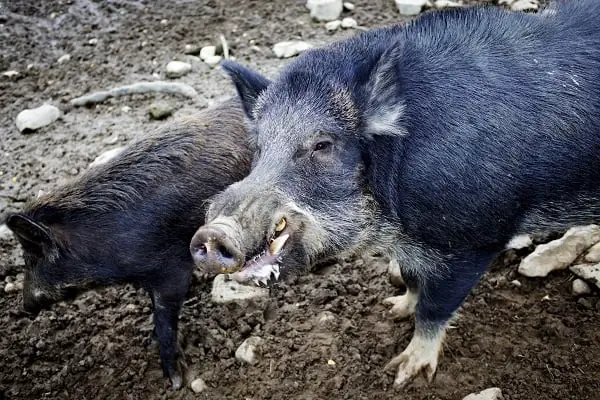 Des pourboires de sanglier récompensés par 2 000 couronnes 4 Des pourboires de sanglier récompensés par 2 000 couronnes - 3