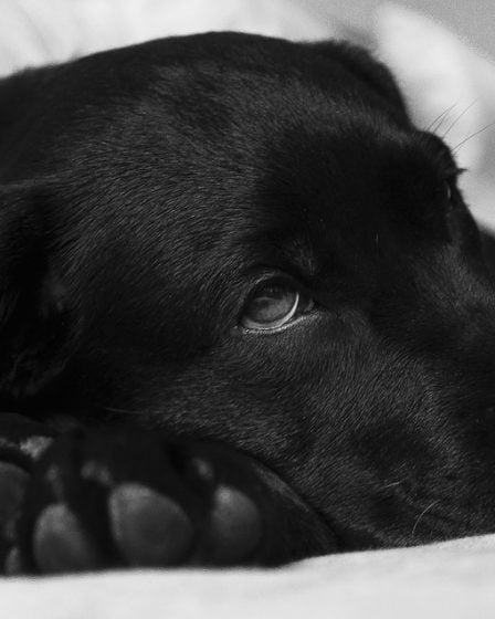 Un total de 25 chiens sont morts après une diarrhée sanglante 28 Un total de 25 chiens sont morts après une diarrhée sanglante - 27