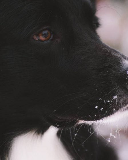 Ce que vous devez savoir sur le Lapphund suédois - l'une des races nationales de la Suède 2 Ce que vous devez savoir sur le Lapphund suédois - l'une des races nationales de la Suède - 1