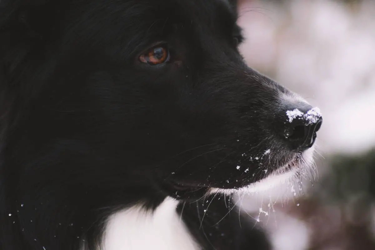 Ce que vous devez savoir sur le Lapphund suédois - l'une des races nationales de la Suède 8 Ce que vous devez savoir sur le Lapphund suédois - l'une des races nationales de la Suède - 7