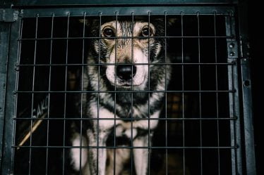 L'Autorité norvégienne de sécurité des aliments empêche l'importation illégale de 34 chiens - 18