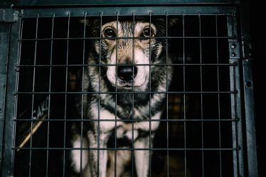 L'Autorité norvégienne de sécurité des aliments empêche l'importation illégale de 34 chiens - 19