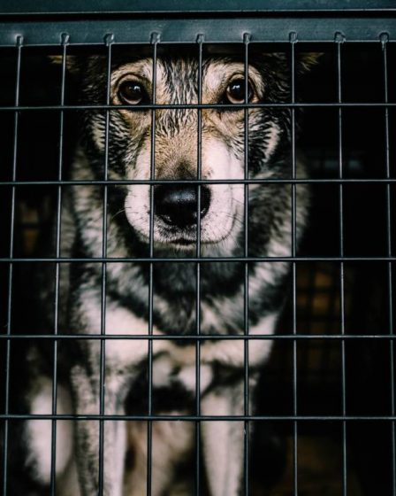 L'Autorité norvégienne de sécurité des aliments empêche l'importation illégale de 34 chiens 2 L'Autorité norvégienne de sécurité des aliments empêche l'importation illégale de 34 chiens - 1