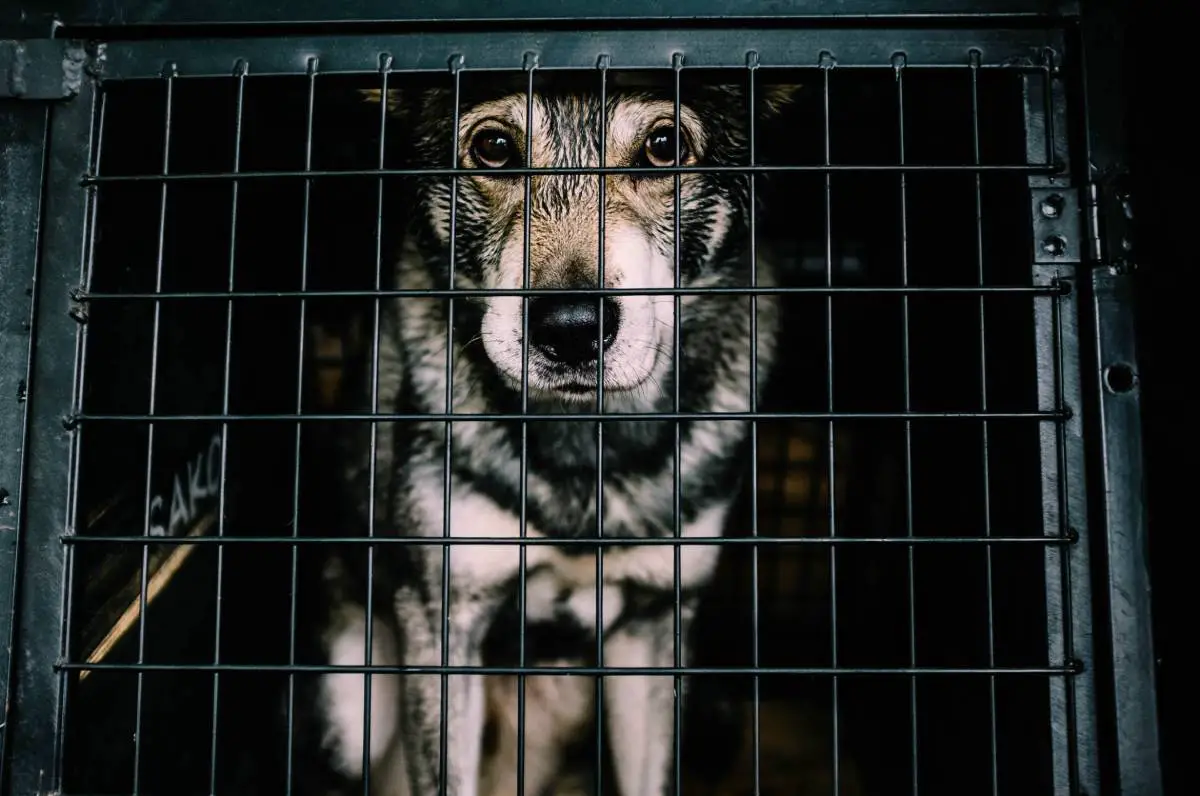 L'Autorité norvégienne de sécurité des aliments empêche l'importation illégale de 34 chiens - 3