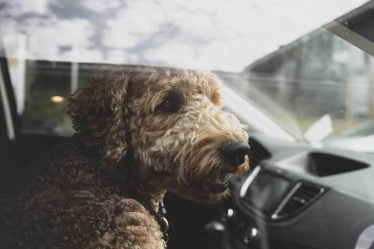 NAF : la température dans une voiture peut passer de 24 à 44 degrés en 30 minutes - ne laissez pas le chien à l'intérieur - 16