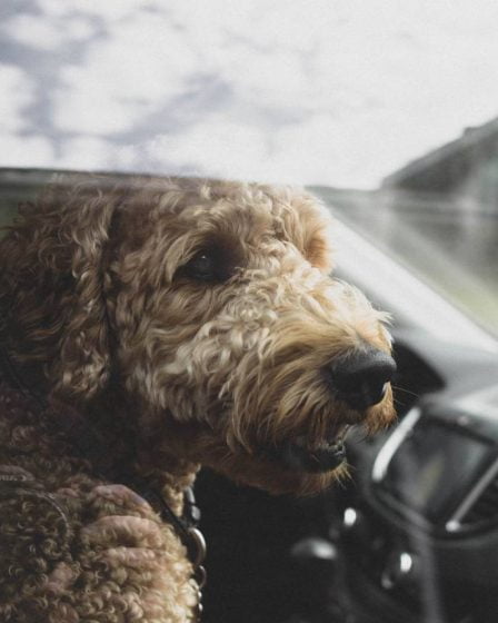 NAF : la température dans une voiture peut passer de 24 à 44 degrés en 30 minutes - ne laissez pas le chien à l'intérieur - 10
