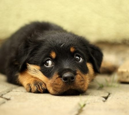 Épidémie de maladie dangereuse pour les chiens dans la région d'Oslo 32 Épidémie de maladie dangereuse pour les chiens dans la région d'Oslo - 31