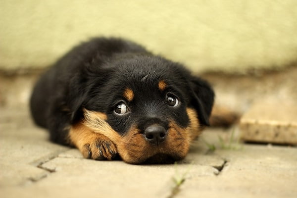 Épidémie de maladie dangereuse pour les chiens dans la région d'Oslo 6 Épidémie de maladie dangereuse pour les chiens dans la région d'Oslo - 5