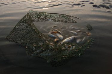 La Direction norvégienne des pêches saisit 348 outils de pêche lors d'une inspection en juillet - 18