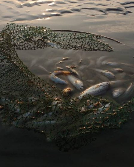 La Direction norvégienne des pêches saisit 348 outils de pêche lors d'une inspection en juillet 16 La Direction norvégienne des pêches saisit 348 outils de pêche lors d'une inspection en juillet - 15