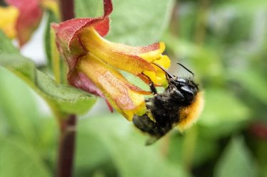 Les agriculteurs de Norvège et des pays nordiques s'unissent pour sauver les bourdons - 20