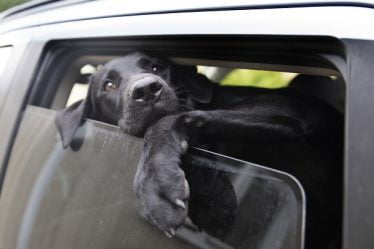 Huit nouveaux rapports sur les chiens malades - 16