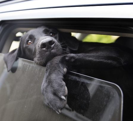 Huit nouveaux rapports sur les chiens malades 21 Huit nouveaux rapports sur les chiens malades - 20