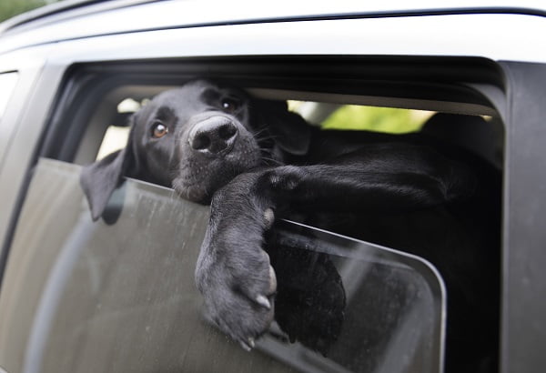 Huit nouveaux rapports sur les chiens malades 6 Huit nouveaux rapports sur les chiens malades - 5