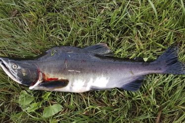 Le saumon à bosse a envahi l'Est du Finnmark : "Il ne peut pas être éradiqué" - 20
