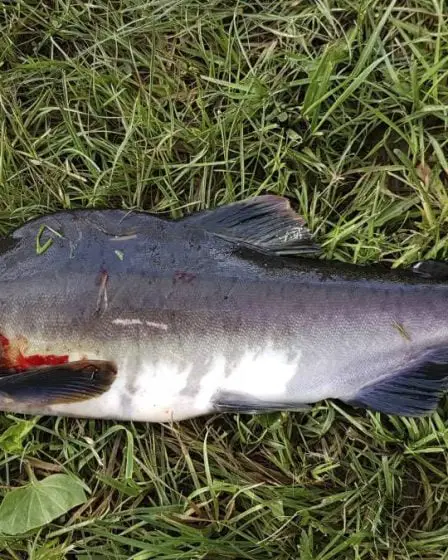 Le saumon à bosse a envahi l'Est du Finnmark : "Il ne peut pas être éradiqué" 8 Le saumon à bosse a envahi l'Est du Finnmark : "Il ne peut pas être éradiqué" - 7