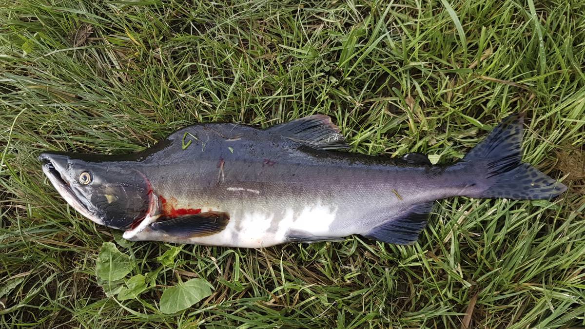 Le saumon à bosse a envahi l'Est du Finnmark : "Il ne peut pas être éradiqué" 4 Le saumon à bosse a envahi l'Est du Finnmark : "Il ne peut pas être éradiqué" - 3