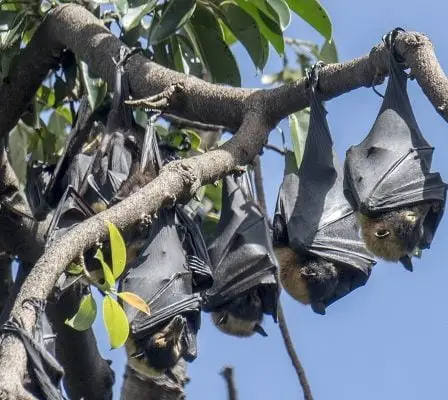 Les chauves-souris auraient propagé le virus de Wuhan 5 Les chauves-souris auraient propagé le virus de Wuhan - 4