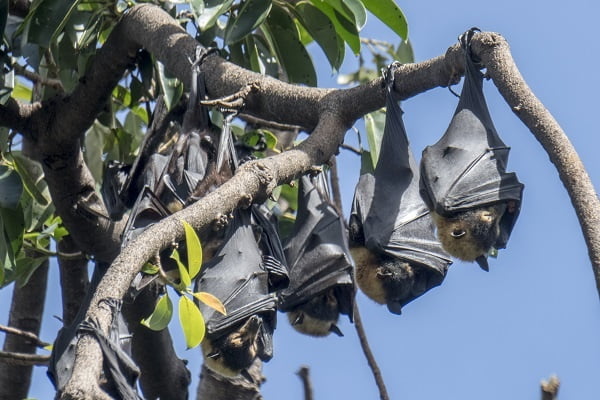 Les chauves-souris auraient propagé le virus de Wuhan 4 Les chauves-souris auraient propagé le virus de Wuhan - 3