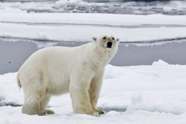 Le rassemblement terrestre mondial des ours polaires au Svalbard - 10