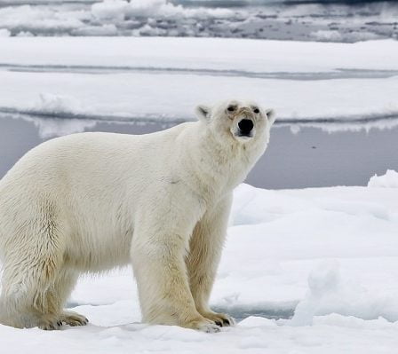 Le rassemblement terrestre mondial des ours polaires au Svalbard 14 Le rassemblement terrestre mondial des ours polaires au Svalbard - 13