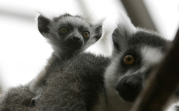 Lémurien disparu retrouvé - Norway Today 6 Lémurien disparu retrouvé - Norway Today - 5