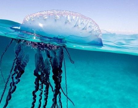 Les méduses d'hiver étonnent les scientifiques - Norway Today 2 Les méduses d'hiver étonnent les scientifiques - Norway Today - 1